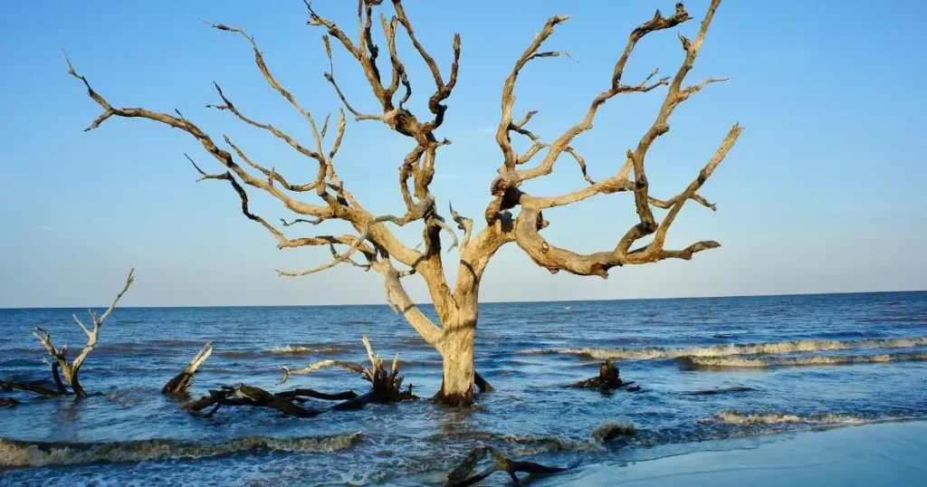 Coastal Plain Georgia